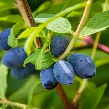 Haskap Fruit Seeds for Planting – Heirloom Non-GMO High Germination Organic Garden Seeds