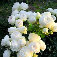 Climbing Rose Flower Seeds White Heirloom Non-GMO High Germination Organic Garden Seeds for Planting