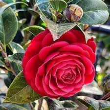 Camellia Flower Seeds Red – Heirloom, Non-GMO, High Germination, Organic Seeds