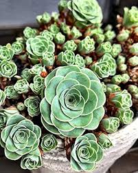 Rose Succulent Plant Seeds Green for Planting – Heirloom, Non-GMO, High Germination Organic Garden Seeds