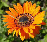 Yellow Venidium Flower Seeds – Heirloom Non-GMO Organic Garden Seeds