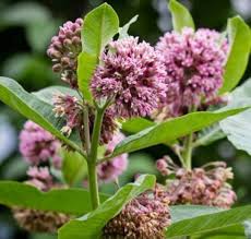 Pink Asclepias Flower Seeds Heirloom Non-GMO High Germination Organic Garden Seeds for Planting