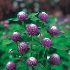 Mixed Gomphrena Flower Seeds – Heirloom, Non-GMO, High Germination Seeds