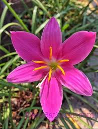 Rosa Zephyranthes Blumensamen – Alte Sorte, gentechnikfrei, hohe Keimrate, Bio-Gartensamen zum Pflanzen