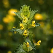 Retama Flower Seeds – Heirloom Non-GMO High Germination Organic Garden