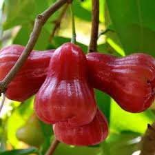 Red Roseapple Fruit Seeds for Planting – Heirloom Non-GMO High Germination Organic Garden Seeds