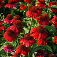 Red Coneflower Seeds – Heirloom, Non-GMO, High Germination Organic Garden Seeds for Planting