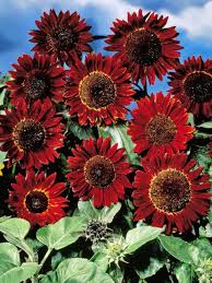 Sunflower Flower Seeds Red Heirloom Non-GMO High Germination Organic Garden Seeds for Planting
