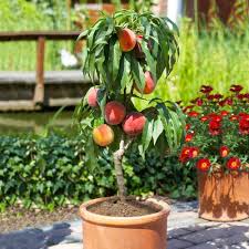 Zwerg-Pfirsichbaum Rosa Samen – Alte Sorte, Non-GMO, Organische Gartensamen mit hoher Keimrate