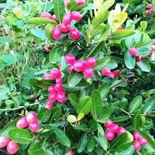 Miracle Berry Fruit Seeds for Planting – Heirloom Non-GMO High Germination Organic Garden Seeds for Sweet Flavor-Changing Fruit Plants