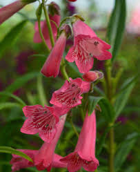 Penstemon Flower Seeds Pink – Heirloom, Non-GMO, High Germination Seeds