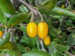 Yellow Mimusops Seeds Heirloom Non-GMO High Germination Organic Garden Seeds for Planting