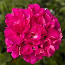 Pink Geranium Pelargonium Flowers Seeds – Heirloom, Non-GMO, High Germination Organic Garden Seeds for Planting