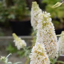 White Buddleja Flower Seeds – Heirloom, Non-GMO, High Germination Organic Garden Seeds for Planting
