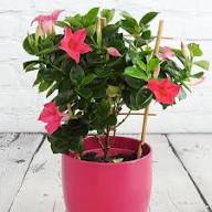 Red Perennial Dipladenia Flower Seeds – Heirloom Non-GMO High Germination Seeds