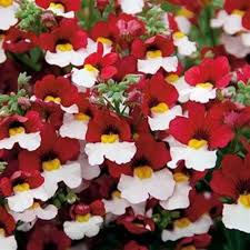 Semillas de Nemesia de Flores Blancas Rosadas – Orgánica de Jardín, No Transgénica, de Reliquia