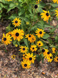 Susan Rudbeckia Flower Seeds Heirloom Non-GMO High Germination Organic Garden Seeds for Planting