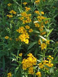 Yellow Tarragon Flower Seeds Heirloom Non-GMO High Germination Organic Garden Seeds for Planting