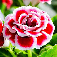 Gloxinia Flower Seeds Red White – Heirloom, Non-GMO, High Germination Organic Garden Seeds