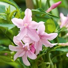 Jasmine Flower Seeds Pink Perennial – Heirloom, Non-GMO, High Germination Seeds