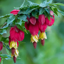 Semillas de flor de abutilón megapotamicum rojo, reliquia, sin OMG, alta germinación, semillas orgánicas para jardín