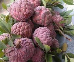 Red Custard Apple Tree Seeds for Planting – Heirloom Non-GMO High Germination Organic Garden Seeds Tropical Fruit Seeds for Home Garden