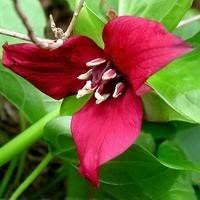 Red Trillium Erectum Flower Seeds Heirloom Non-GMO High Germination Organic Garden Seeds for Planting