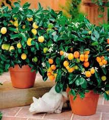 Marmalade Orange Plant Seeds Heirloom Non-GMO High Germination Organic Garden Seeds for Planting