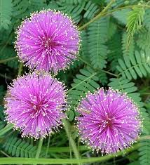 Purple Mimosa Pudica Flower Seeds – Heirloom, Non-GMO, High Germination Organic Garden Seeds for Planting Seeds for Planting