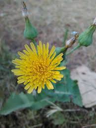 Yellow Sowthistle Flower Seeds Heirloom Non-GMO High Germination Organic Garden Seeds for Planting