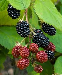 Organic Salmonberry Fruit Seeds for Planting Heirloom Non-GMO High Germination Organic Garden Seeds