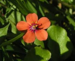 Pimpernel Flower Seeds for Planting – Heirloom, Non-GMO, High Germination Organic Garden Seeds