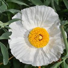 Romneya Coulteri Flower Seeds for Planting – Heirloom Non-GMO High Germination Organic Garden Seeds