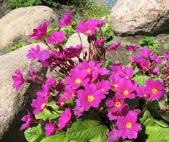 Pink Yellow Primrose Flower Seeds for Planting – Heirloom Non-GMO High Germination Organic Garden Seeds