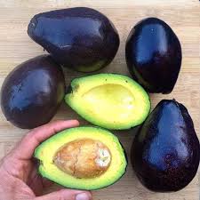Mexicola Avocado or Butter Fruit Seeds for Planting – Heirloom Non-GMO High Germination Organic Garden Seeds