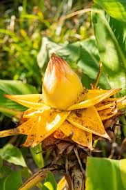 Yellow Lasiocarpa Flower Seeds – Heirloom Non-GMO High Germination Organic Seeds
