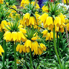 Yellow Fritillaria Flower Seeds Heirloom Non-GMO High Germination Organic Garden Seeds for Planting