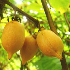 Actinidia Polygama Fruit Seeds for Cultivation Heirloom Non-GMO High Germination Organic Garden Seeds