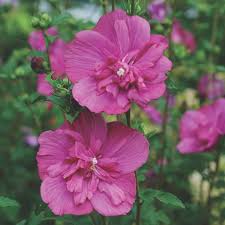 Mixed Hibiscus Syriacus Flower Seeds – Heirloom, Non-GMO, High Germination Seeds