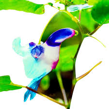 Mixed Parrot Orchid Flower Seeds – Heirloom, Non-GMO, High Germination Seeds