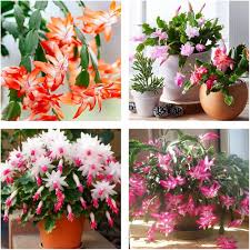 Mixed Schlumbergera Flower Seeds for Planting – Heirloom, Non-GMO, High Germination Organic Garden Seeds
