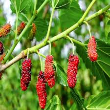 Mulberry Tree Seeds for Planting – Heirloom Non-GMO High Germination Organic Garden Seeds for Sweet Fruits