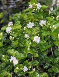 Semillas de jazmín blanco perenne - Cimarrón, sin OGM, semillas de alta germinación