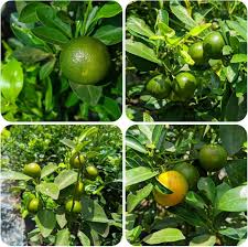 Calamansi Seeds Green for Planting – Heirloom Non-GMO High Germination Organic Garden Seeds