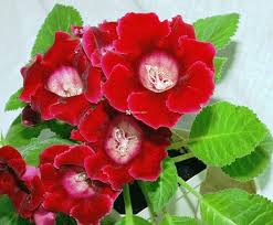 Red Sinningia Gloxinia Flower Seeds Heirloom Non-GMO High Germination Organic Garden Seeds for Planting