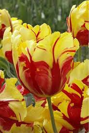 Red Yellow Tulip Flower Seeds for Planting – Heirloom, Non-GMO, High Germination