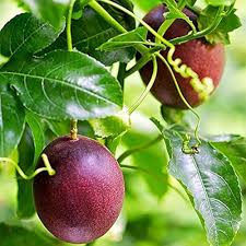 Grandilla Seeds Heirloom Non-GMO High Germination Organic Garden Seeds for Planting
