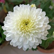 White Perennial Flowers Seeds Heirloom Non-GMO High Germination Organic Garden Seeds for Planting