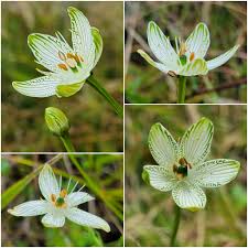 White Parnassia Flower Seeds – Heirloom, Non-GMO, High Germination Organic Garden Seeds for Planting