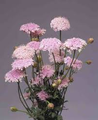 Semillas de flores Pink Didiscus – Cimarrón, Sin OGM, Semillas orgánicas de alta germinación para jardín
